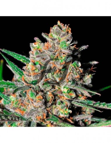 10 UND FEM - GREEN LOVE POTION (SAMSARA) 