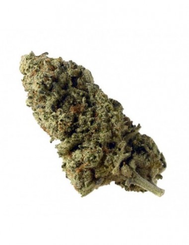 10 UND FEM - GREEN MAGIC 