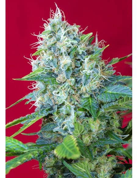 25 UND FEM - GREEN POISON ® 