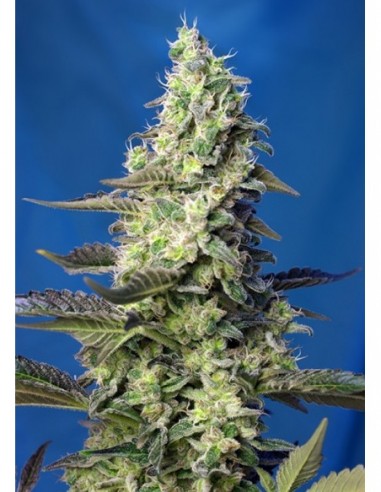 25 UND FEM - GREEN POISON XL AUTO ® 
