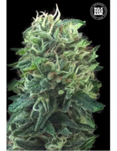 100 UND FEM - GREEN SCOUT COOKIES 