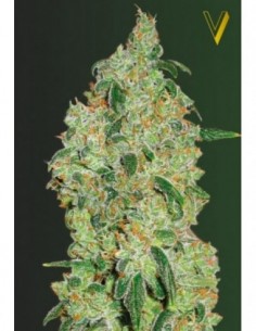 10 UND FEM - GREEN WILD SHARK 