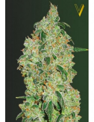 10 UND FEM - GREEN WILD SHARK 