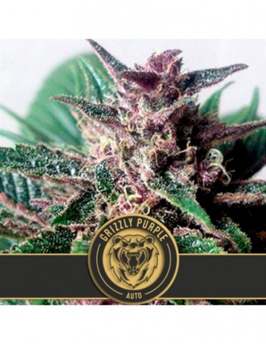 6 UND FEM - GRIZZLY PURPLE AUTO 