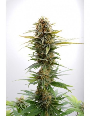 1 UND FEM - GSC 