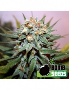 5 UND FEM - HASH BOMB * BOMB SEEDS 5 UND FEMINIZADAS