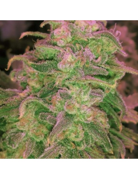 3 UND FEM - HAWAII MAUI WAUI 