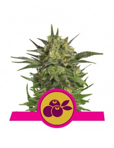 1 UND FEM - HAZE BERRY 