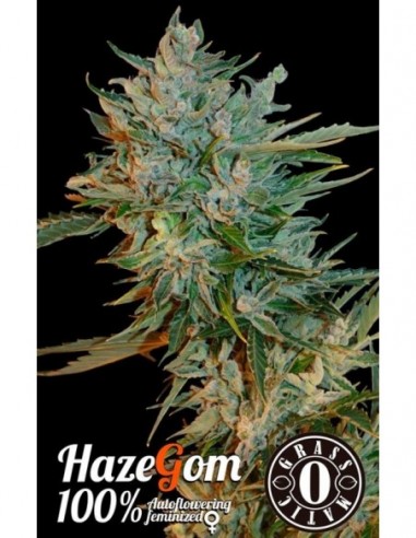 10 UND FEM - HAZE GOM 