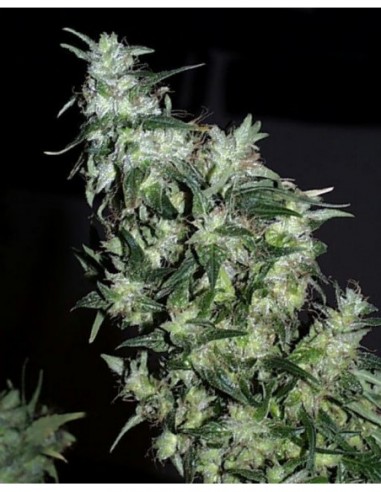 5 UND FEM - HAZE SPECIAL 