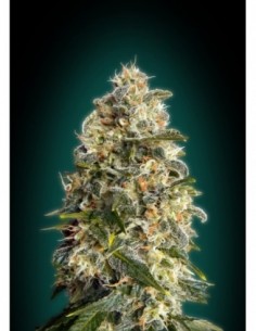 10 UND FEM - HEAVY BUD 