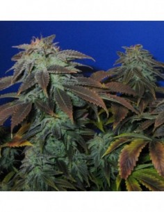 5 UND REG - HEAVY DUTY FRUITY - T.H. SEEDS REGULAR 5 UND
