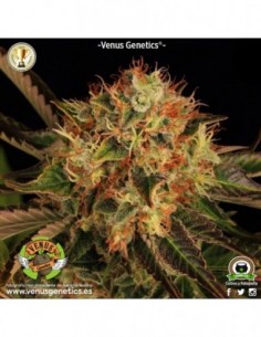 5 UND FEM - HIELO  VENUS GENETIC 5 UND FEMINIZADAS