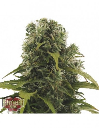5 UND FEM - HIGH DENSITY AUTO 