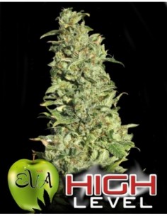 1000 UND FEM - HIGHT LEVEL   EVA SEEDS 1000 UND FEMINIZADAS