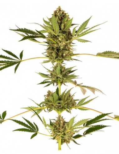 1 UND FEM - HIMALAYAN CBD  SENSI SEEDS FEMINIZADA 1 UND