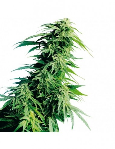 3 UND FEM - HINDU KUSH ® 