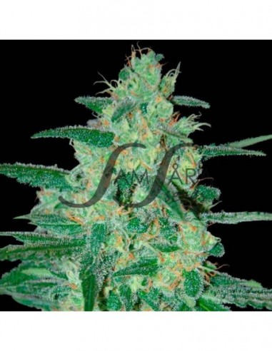 3 UND FEM - HOLY GRAIL 69 (SAMSARA) 