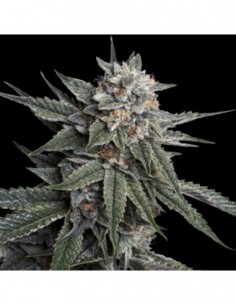 3 UND FEM - HOLY GRAIL KUSH  DNA GENETIC 3 UND FEMINIZADAS