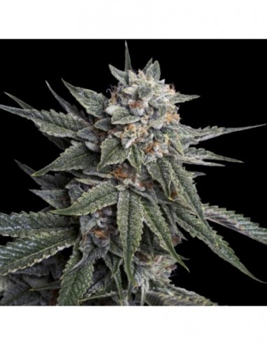 3 UND FEM - HOLY GRAIL KUSH  DNA GENETIC 3 UND FEMINIZADAS