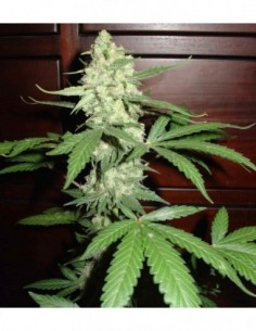 3 UND FEM - HOMEGROWN CHEESE AUTO 