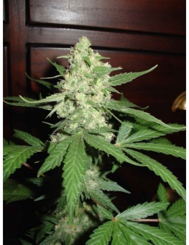 5 UND FEM - HOMEGROWN CHEESE 