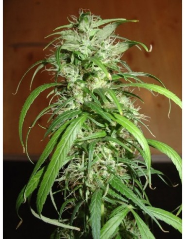 5 UND FEM - HOMEGROWN LOWRYDER 