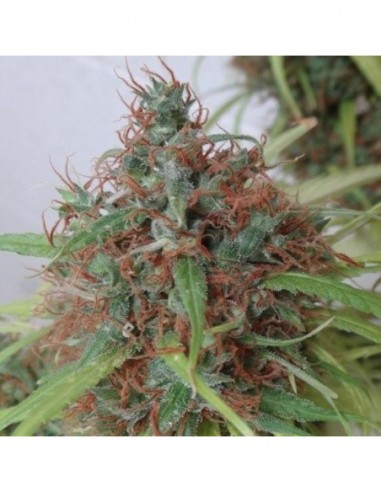 5 UND REG - HONDURAS 