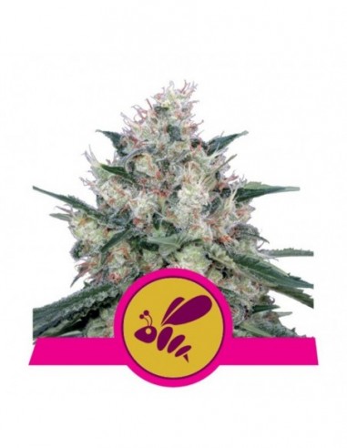 1 UND FEM - HONEY CREAM - FAST VERSION 