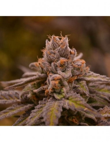 6 UND REG - HUBBA BUBBA * JINXPROOF GENETICS (TGA-SUBCOOL) 6 UND REGULARES