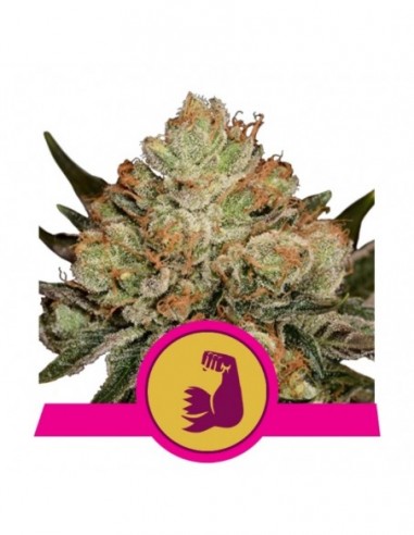 1 UND FEM - HULKBERRY USA PREMIUM 