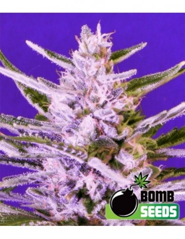 5 UND FEM - ICE BOMB 