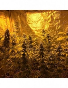 5 UND REG - INDOOR MIX  * HOMEGROWN FANTASEEDS 5 UND REG