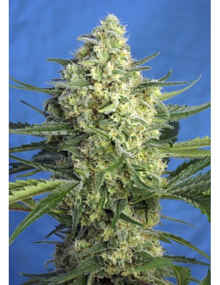 3 UND FEM - JACK 47 XL AUTO ® 