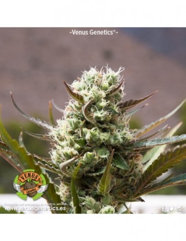 100 UND FEM - JACK ATTACK AUTO * VENUS GENETICS 100 UND FEM
