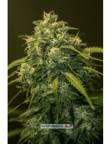 5 UND FEM - JACK DIESEL CBD 