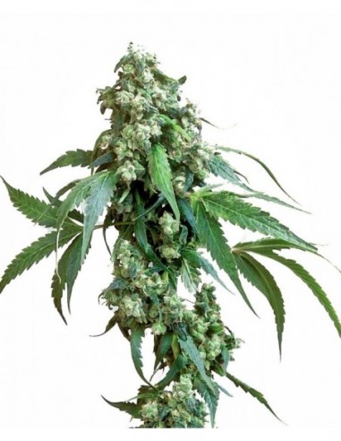 10 UND FEM - JACK FLASH 5 ® 