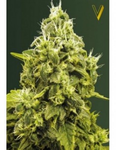 3 UND FEM - JACK HAMMER 