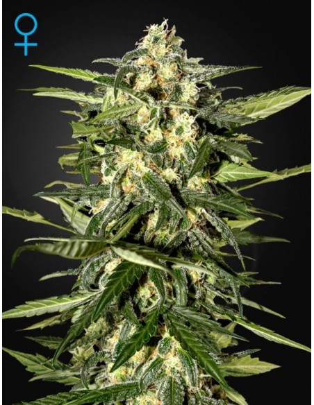 3 UND FEM - JACK HERER AUTO 