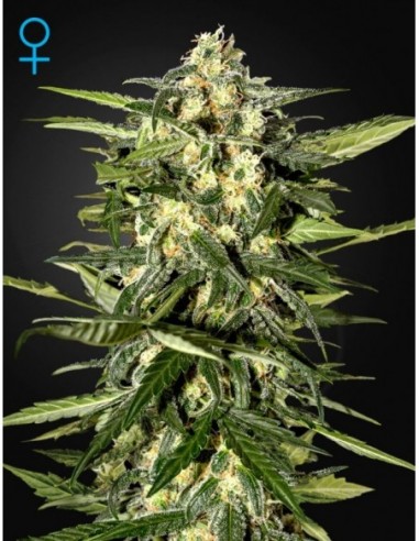 5 UND FEM - JACK HERER AUTO 