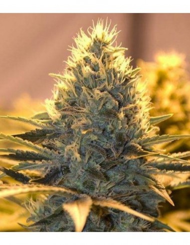 5 UND FEM - JACK HERER (AUTOFLORECIENTE) - THE BULLDOG SEEDS 5 UND FEM