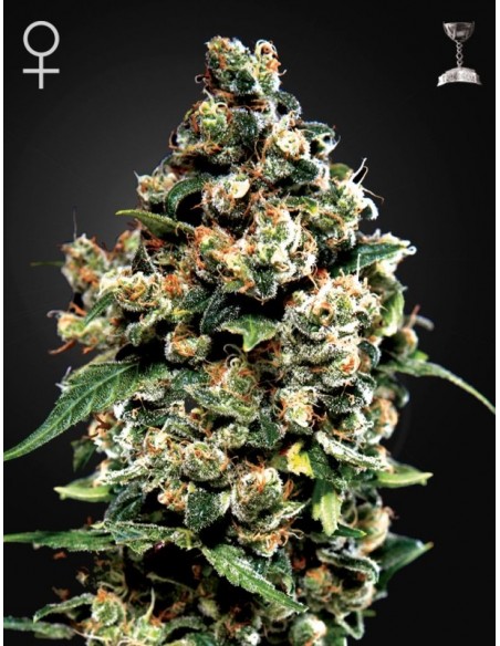 5 UND FEM - JACK HERER 