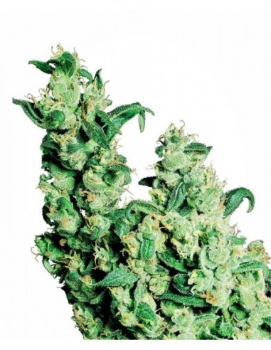 10 UND FEM - JACK HERER ® 