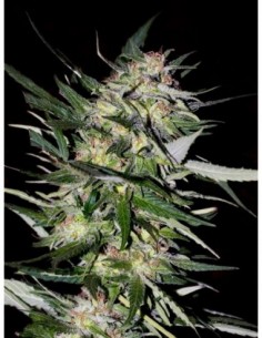 10 UND FEM - JACK PLANT * ADVANCED SEEDS 10 UND FEM