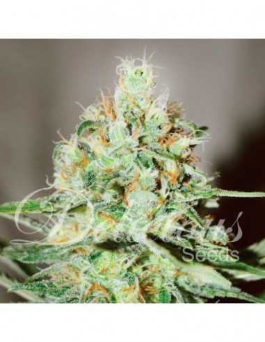 1 UND FEM - JÄGG KUSH (SATIVA LINE) 