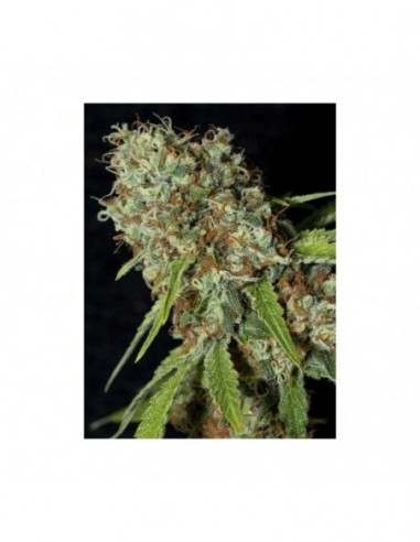 500 UND FEM - JAMAICAN DREAM CBD   EVA SEEDS 500 UND FEMINIZADAS