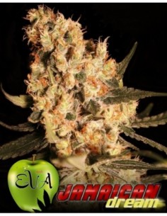1000 UND FEM - JAMAICAN DREAM   EVA SEEDS 1000 UND FEMINIZADAS