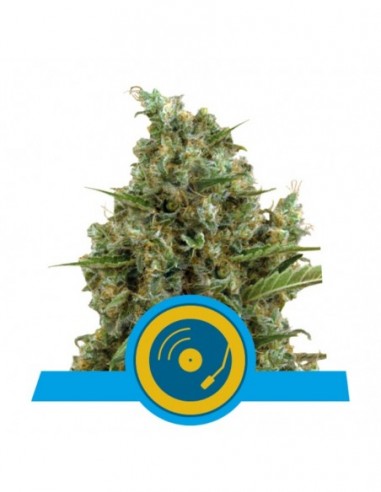 1 UND FEM - JOANNE'S CBD 