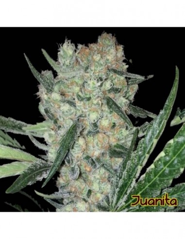5 UND FEM - JUANITA * ORIGINAL SENSIBLE 5 UND FEMINIZADA