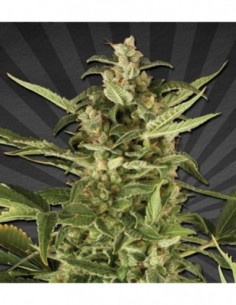 5 UND FEM - JUICY LUCY * AUTO SEEDS 5 UND FEMINIZADAS